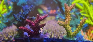 Acropora Set Meerwasser Korallen  Bild 2