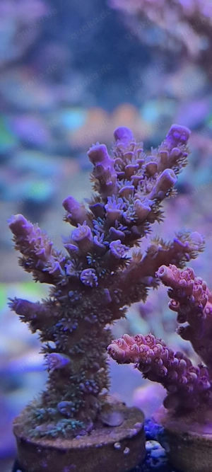 Acropora Set Meerwasser Korallen  Bild 4