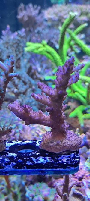 Acropora Set Meerwasser Korallen  Bild 5