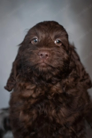 Wunderschöne Choco Cockapoo-Welpen