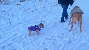 Französisches Bulldoggen Mädchen