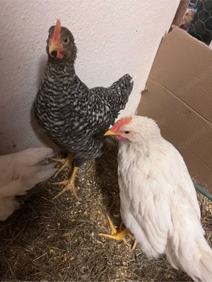 2 Junghähne (8 Wochen) zu verschenken!
