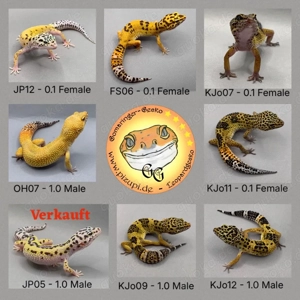 Leopardgecko versch. Farbmorphen
