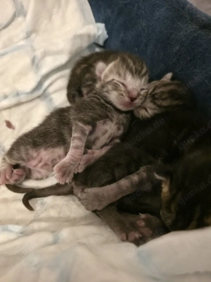 Katzen  babys