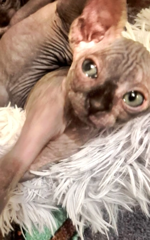 Sphynx Baby 3 Monate alt 