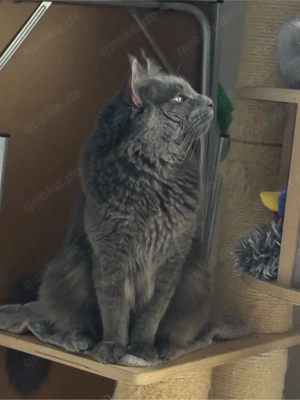 Maine Coon XXL Deckkater 