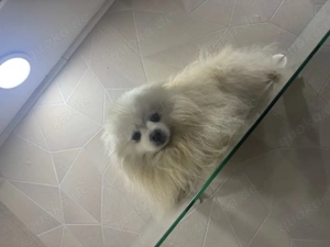 Pomeranian Zwergspitz Deckrüde 