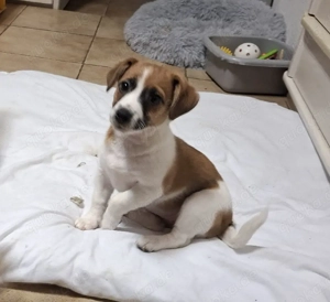 Jack-Russel-Welpen  Bild 9