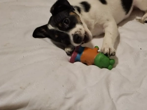 Jack-Russel-Welpen  Bild 8