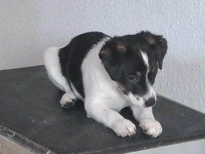 Jack-Russel-Welpen  Bild 7