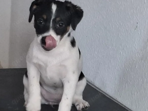 Jack-Russel-Welpen  Bild 6