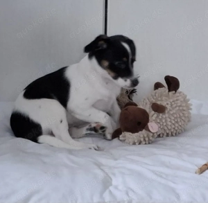 Jack-Russel-Welpen 