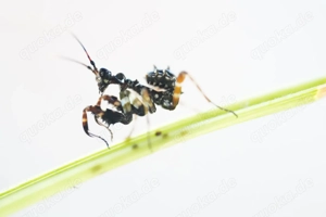 Pseudocreobotra wahlbergii, Gottesanbeterin, Mantide