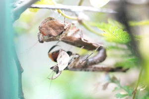 Astyliasula phyllopus, Gottesanbeterin, Mantide, Ootheken 