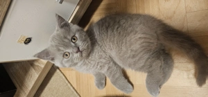  Exklusive BKH Kitten 