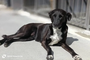 LISSIE    sucht ein weiches Körbchen