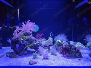 70L Meerwasseraquarium   hochwertiges Euphyllia LPS-Becken   komplett abzugeben