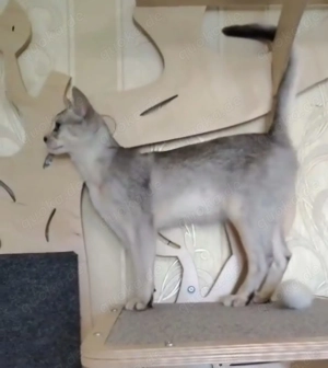  Abessinier-Deckkater in schwarz-silberfarben  Bild 2