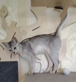  Abessinier-Deckkater in schwarz-silberfarben  Bild 6