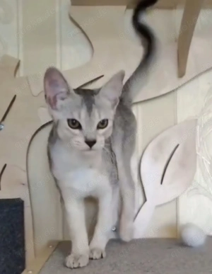  Abessinier-Deckkater in schwarz-silberfarben  Bild 7