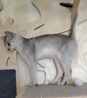  Abessinier-Deckkater in schwarz-silberfarben  Bild 8