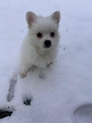 Wunderschöner Zwergspitz-Rüde sucht ein liebevolles Zuhause 