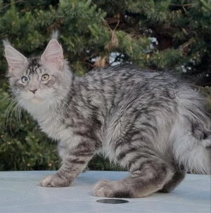 Verspielte Maine-Coon-Kätzchen suchen ein neues Zuhause. WhatsApp: 015510 546193