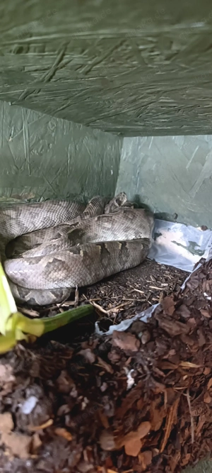 Corallus hortulanus 1.1