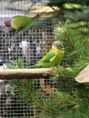 Pflaumenkopfsittich Henne 0,1