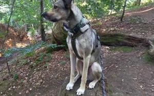 Wer schenkt dem kleinen Entdecker Kirnkin sein Zuhause? Bild 3