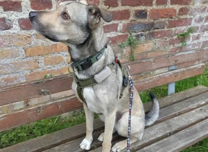 Wer schenkt dem kleinen Entdecker Kirnkin sein Zuhause? Bild 4