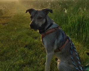 Wer schenkt dem kleinen Entdecker Kirnkin sein Zuhause? Bild 5