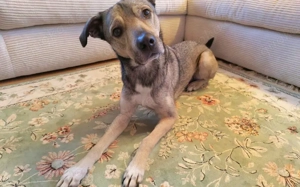 Wer schenkt dem kleinen Entdecker Kirnkin sein Zuhause? Bild 2