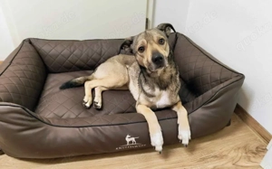 Wer schenkt dem kleinen Entdecker Kirnkin sein Zuhause?