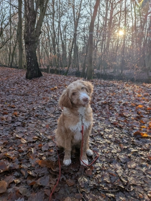 Labradoodlehündin Lotti