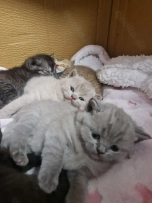 Bkh flauschig kitten dürfen reserviert werden nur noch 3 Mädchen frei