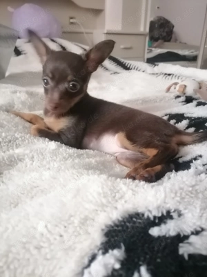 Russische mini toy Terrier 