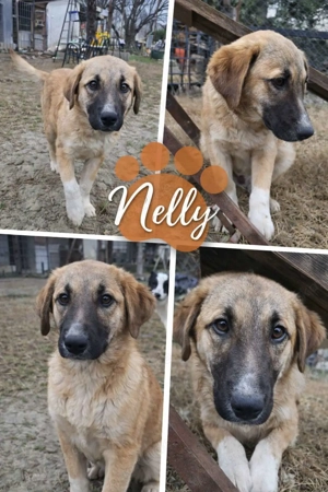   Nelly sucht liebevolles Zuhause 