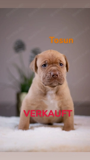 American Bully XL Welpen Bild 8