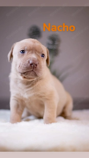 American Bully XL Welpen Bild 7