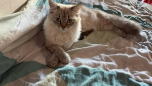  Lou sucht sein Für-immer-Zuhause 