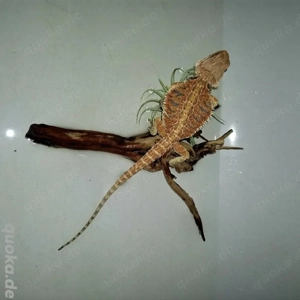 Bartagame 100%Tiger Jungtiere