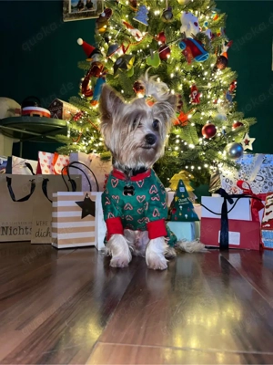 Ich suche ein neues Zuhause voller Liebe.