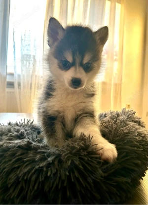 Pomsky Welpe weiblich F4