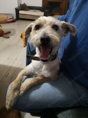 *BENY* Ich kenne bereits das Familienleben, bin lieb, aktiv, unternehmungslustig, leinenführig