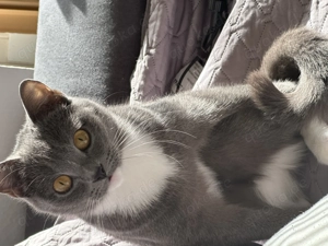 Liebevolle BKH Mix Dame (2J) sucht neues Zuhause