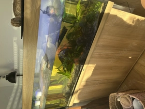 Wasserschildkröte mit Zubehör 