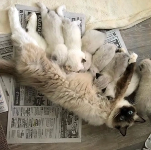 Unsere Ragdoll-Kätzchen sind entbunden und die Kätzchen sind bereit, sich @everyone ein neues Zuhaus