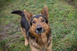 *XAVER* - Der Rüde liebt die Menschennähe, und er braucht Beschäftigung und Auslastung