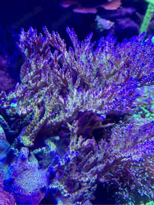 Acropora tricolor Koralle Meerwasser